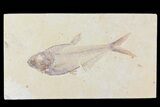 Diplomystus Fossil Fish - Wyoming #81451-1